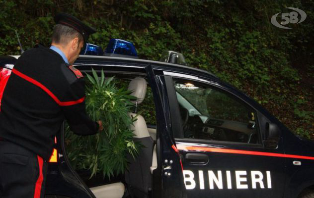 Dodici piante sul monte Terminio: i carabinieri indagano