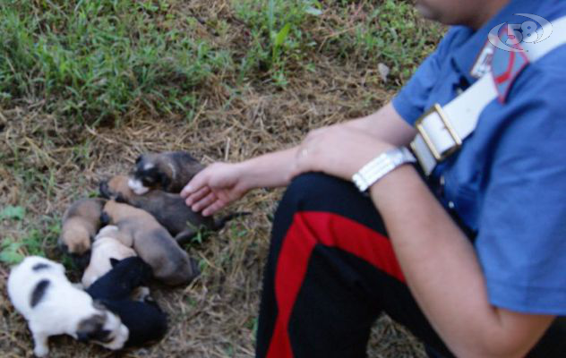 Carabinieri salvano sette cuccioli abbandonati