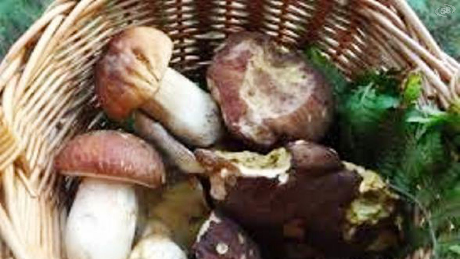 funghi