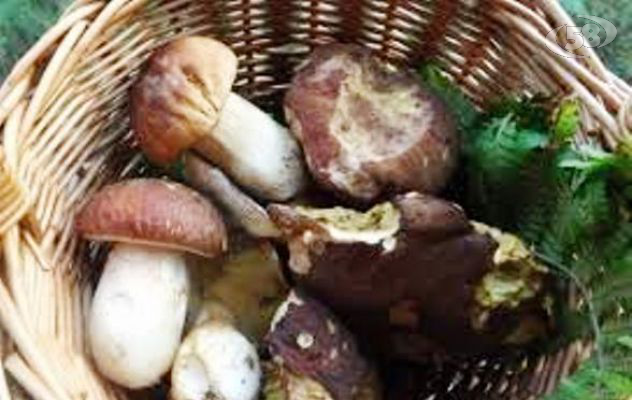 Raccolta sicura, l'Asl: "Controllate i funghi presso l'ispettorato micologico, è gratis"