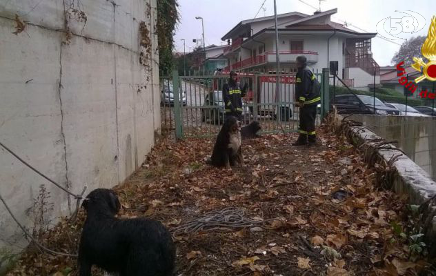 Tre cani scappano di casa, ritrovati sotto un ponte 