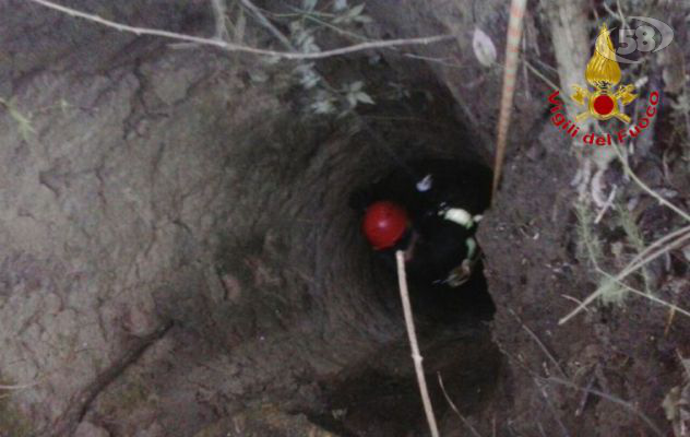 Ariano, cane cade in un pozzo: salvato dai Vigili del Fuoco