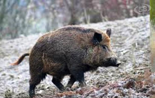 Cinghiali, emergenza senza fine: agricoltori sul piede di guerra