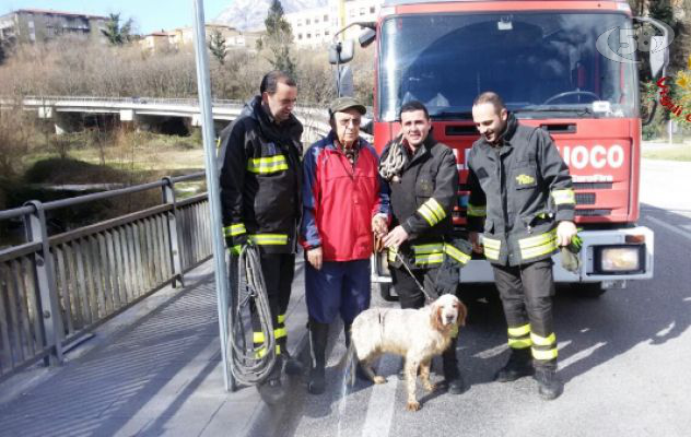 "Tango" salvato dai Vigili del fuoco: era caduto nel fiume