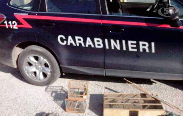 Pronti a catturare uccelli protetti, foglio di via per tre persone