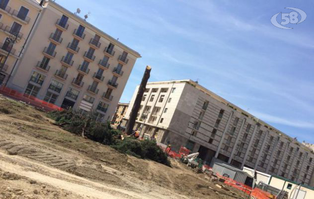 Avellino, l'antico cedro non c'è più: ambientalisti delusi