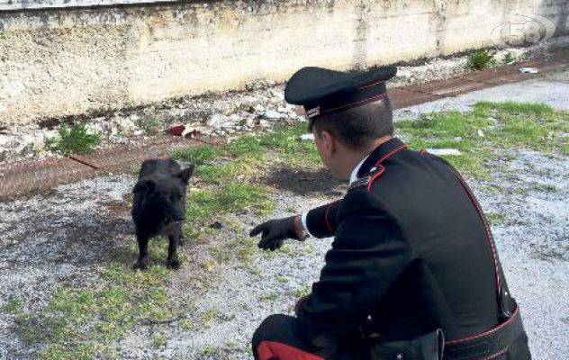Polpette nocive destinate ai cani. Nessun atto intimidatorio nei confronti nel sindaco