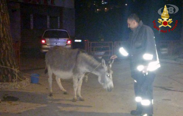 Ariano, asina incinta per strada alle 4 di notte: cittadini chiamano i pompieri