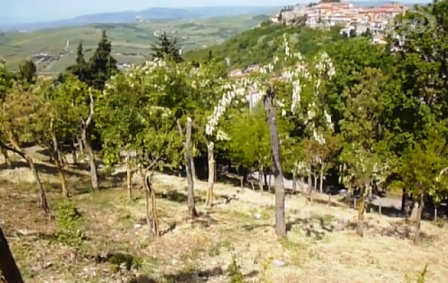 Savignano, ricercatori in campo per riqualificare il paese/VIDEO
