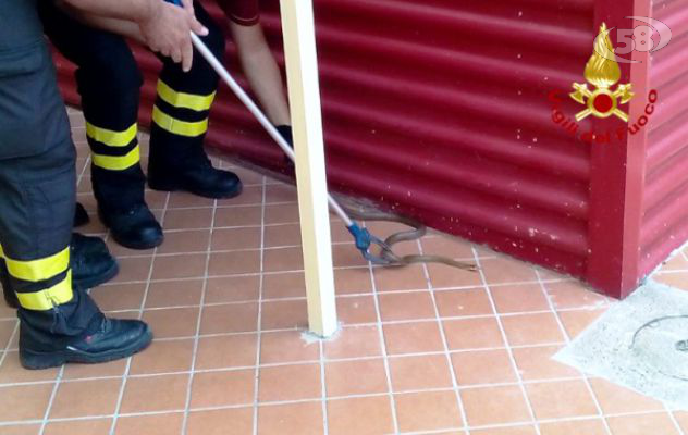 Serpente nell'asilo, intervengono i Vigili del fuoco