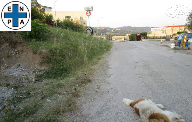 Cagnolino investito e ucciso a Montemiletto. L'Enpa chiede aiuto ai cittadini