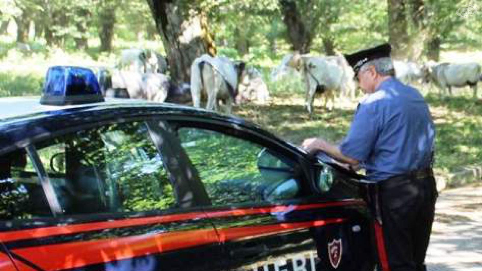 carabinieri pascolo abusivo