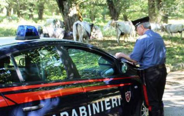 Summonte, pascolo abusivo: i carabinieri forestali denunciano due persone