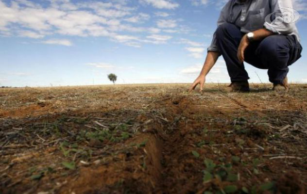 Caldo torrido e siccità, agricoltura in ginocchio. L'allarme della Coldiretti