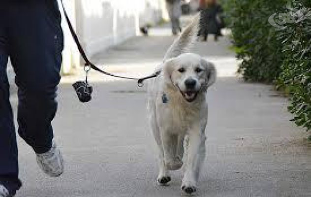 Ariano, benessere dei cani: il regolamento arriva in Consiglio