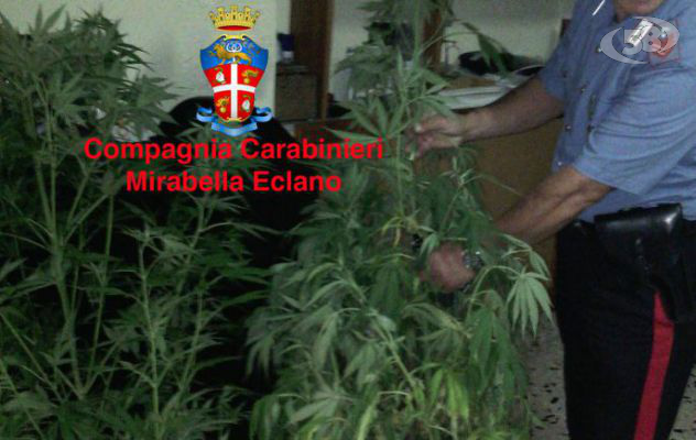 Venticano, scoperta piantagione di marijuana: denunciati due giovani dal ''pollice verde''