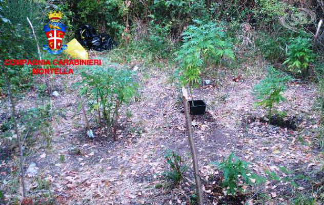 Lapio, scoperta piantagione di marijuana: denunciati tre giovani